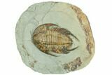 Lower Cambrian Trilobite (Neltneria) - Issafen, Morocco #191783-1